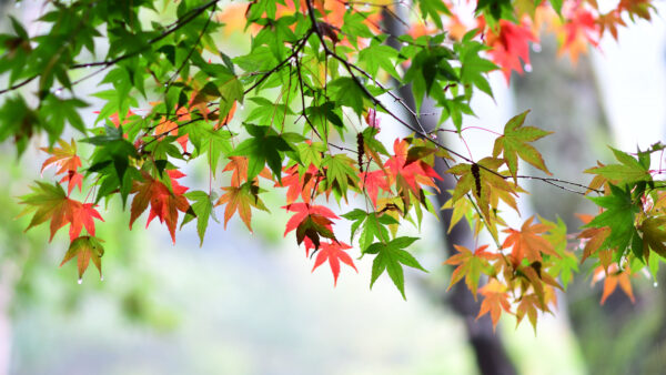 Wallpaper Red, Tree, Blur, Leafed, Background, Screen, Desktop, Mobile, Green, Branches, Lock