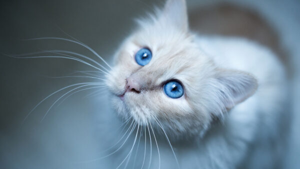 Wallpaper Burmese, Blue, Muzzle, Cat