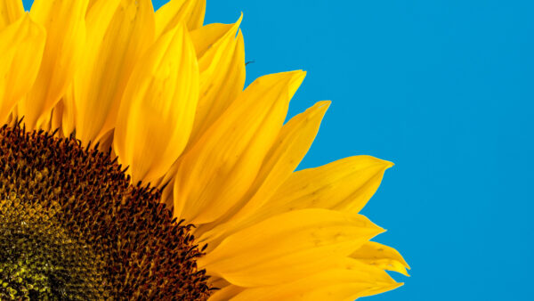 Wallpaper Sunflower, Background, Photo, Flowers, Desktop, Closeup, Blue