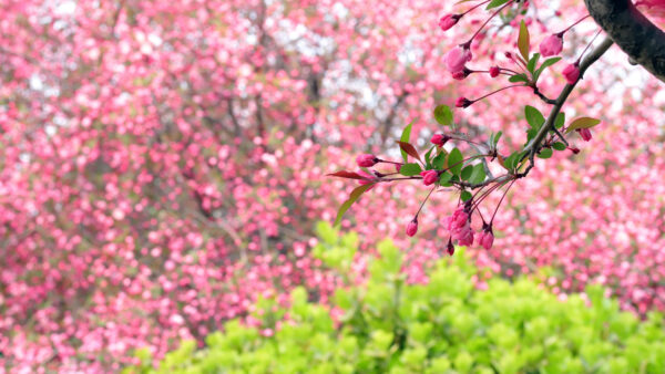 Wallpaper Apple, Blossom, Flowers, Spring, Branch
