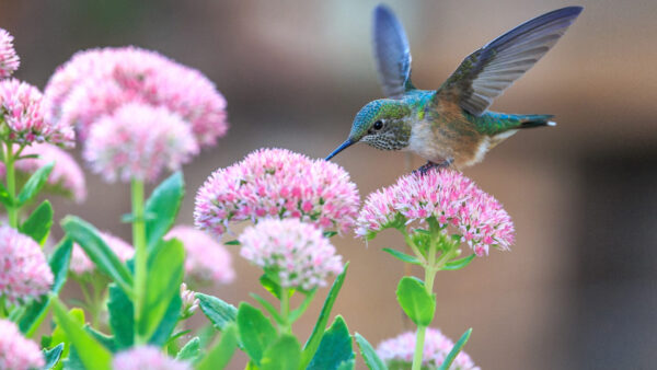 Wallpaper Flowers, Bird, White, Humming, Blur, Pink, Birds, Background, Standing