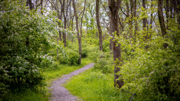 Wallpaper Green, Forest, During, Nature, Daytime, Covered, Mobile, Path, Desktop, Between, Trees