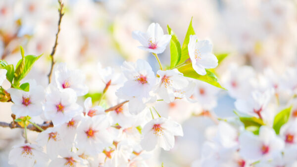 Wallpaper Tree, Sakura, White, Blossom, Desktop, Branches, Spring, Mobile, Flowers