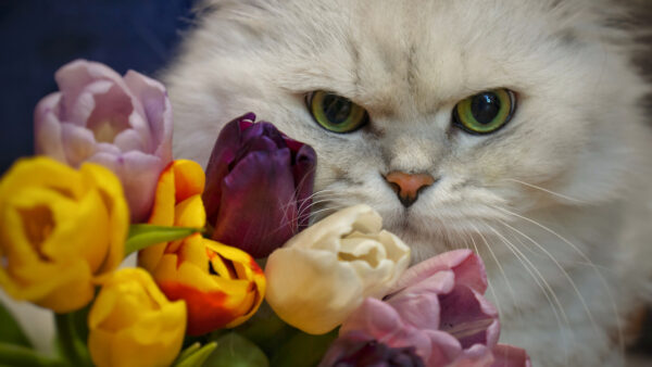 Wallpaper Flowers, Near, Yellow, Desktop, Sitting, White, Cat, Colorful, Eyes