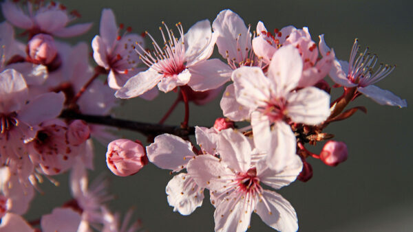 Wallpaper Branches, Sakura, Flowers, Petals, Tree, Mobile, Desktop, Pink