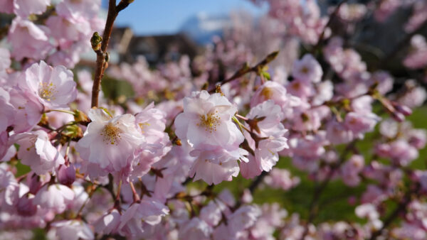 Wallpaper Spring, Desktop, White, Flowers, Mobile, Sakura, Petals, Pink