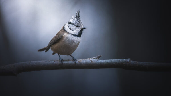 Wallpaper Birds, Standing, Titmouse, Tree, Mobile, Background, Bird, Blur, Dark, Desktop, Branch