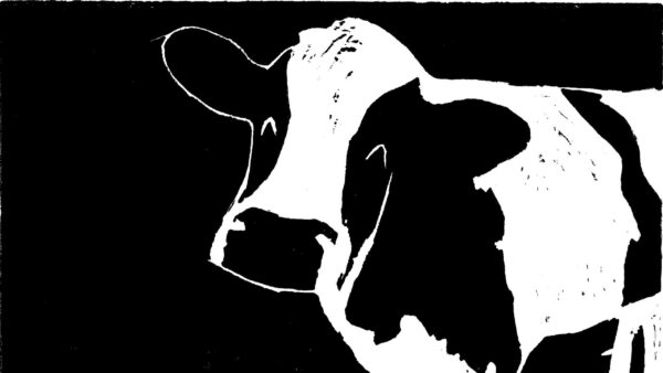 Wallpaper Print, Cow, Desktop