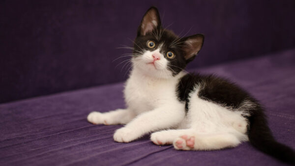 Wallpaper And, Sitting, With, White, Desktop, Background, Black, Purple, Cat, Carpet