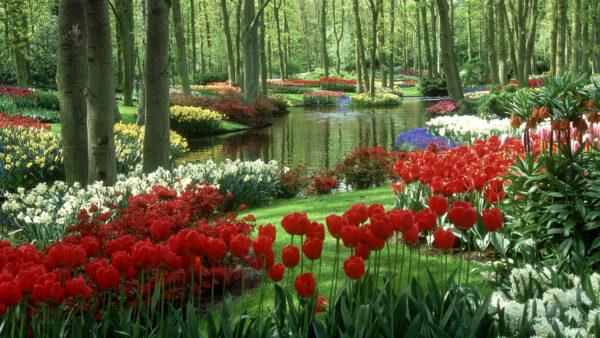 Wallpaper Spring, And, Desktop, Water, During, Beautiful, Garden, Tulips