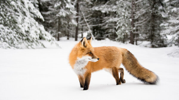 Wallpaper Fox, White, Snow, Background, Animals, Brown, Desktop, Forest