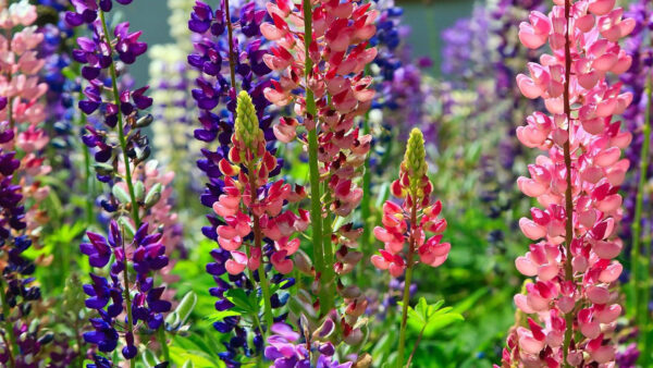 Wallpaper Flowerbed, Flower, Different, Flowers, Sunny, Bright, Lupines, Clorful