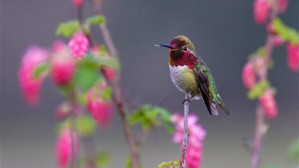 Wallpaper Beautiful, Colorful, Hummingbird, Standing, Plant, Stalk, Birds