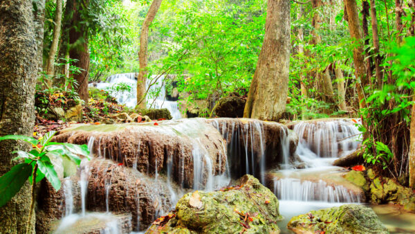 Wallpaper Forest, Nature, Beautiful, Trees, Mobile, Bushes, Green, Background, Waterfalls, Desktop