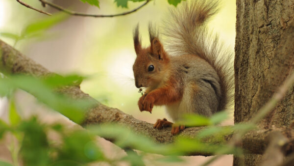 Wallpaper Brown, And, Desktop, Squirrel, Gray