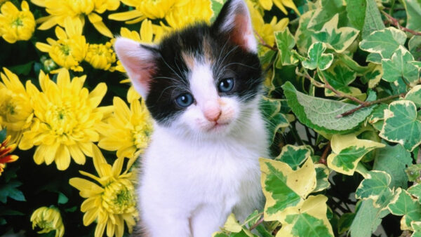 Wallpaper Background, Black, Cute, Cat, White, Yellow, Kitten, Flowers