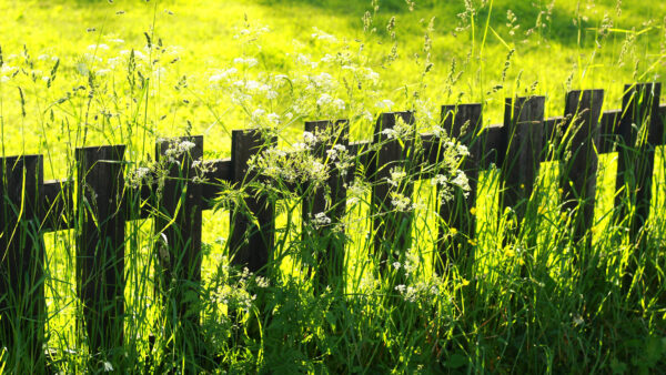 Wallpaper Grass, Fence, Mobile, Nature, Desktop, Green, Field
