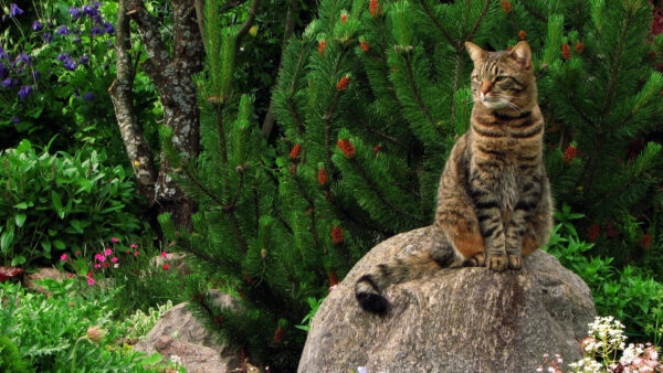 Wallpaper Big, Sitting, Cat, Desktop, Stone