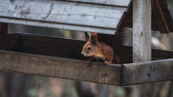 Wallpaper Feeder, Hut, Sitting, Wooden, Inside, Squirrel