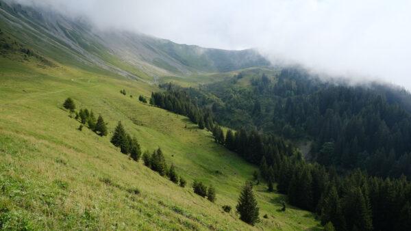 Wallpaper Fog, Mobile, Slope, Desktop, Forest, Mountains, Green, Trees, Nature