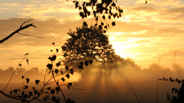 Wallpaper During, Black, Sunset, Green, Mobile, Nature, Clouds, Leaves, Branches, Blue, Desktop, Fog, Under, Trees, With, Sky