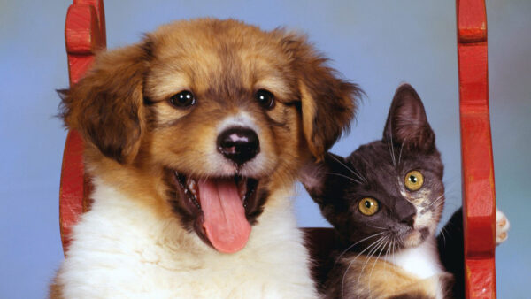 Wallpaper Cat, Dog, Cats, And, Black, Brown, Eyes, Dogs, Desktop, White, Puppy, Yellow, Kitten