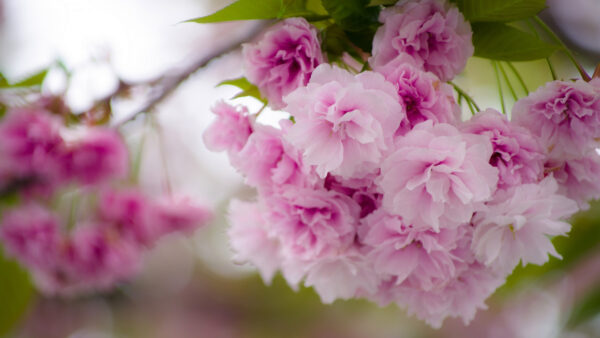 Wallpaper Sakura, Background, Spring, Blur, Cherry, Blossom, Flowers, Pink