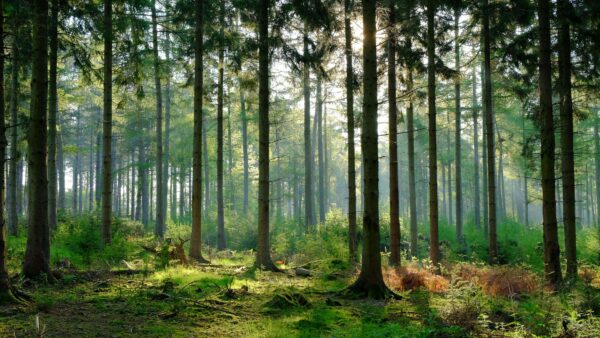 Wallpaper Field, Bushes, Desktop, Plants, Nature, Sunlight, Mobile, Forest, Grass, Trees