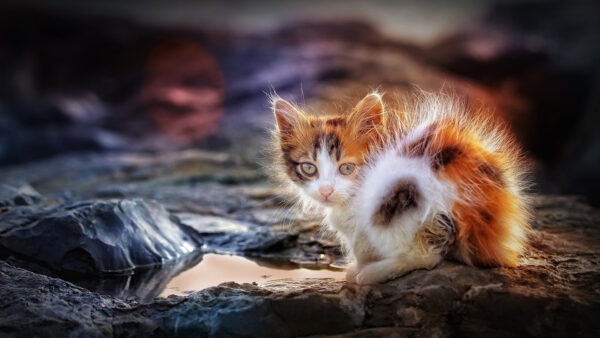 Wallpaper Sitting, Black, White, Rock, Kitten, Cat, Brown