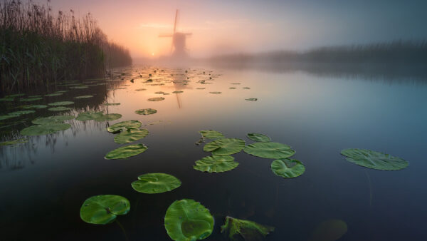 Wallpaper Nature, Windmill, Pad, Water, Reflection, Lily, Fog