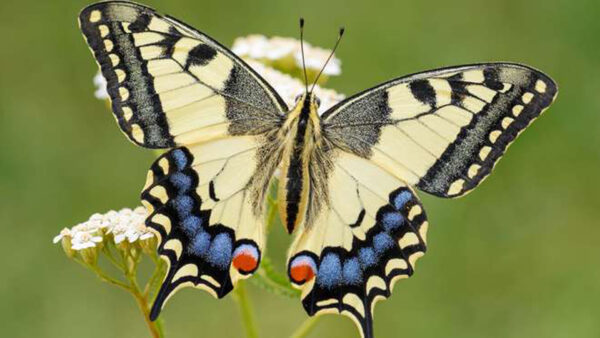 Wallpaper Green, Background, Blue, Black, Yellow, Design, View, Closeup, Butterfly