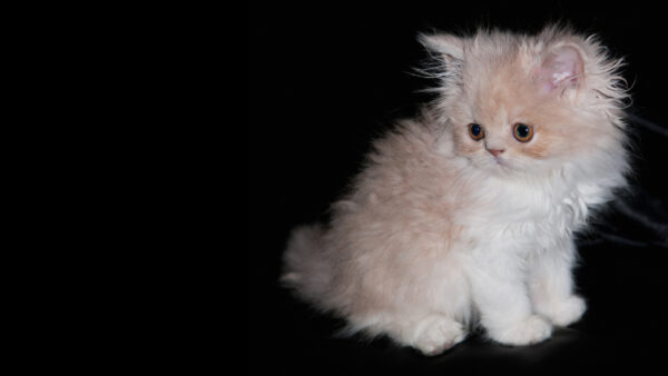 Wallpaper Fur, Kitten, White, Sitting, Black, Dark, Cloth, Cat, Background