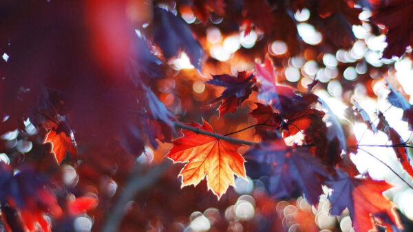 Wallpaper Bokeh, Red, Maple, Colorful, Leaves, Autumn, Background