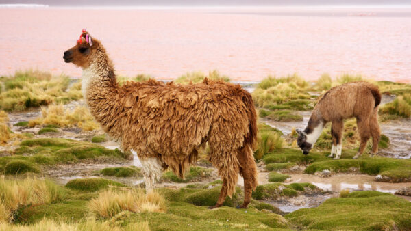 Wallpaper Grass, Background, Standing, Water, Are, And, Green, Baby, Lama