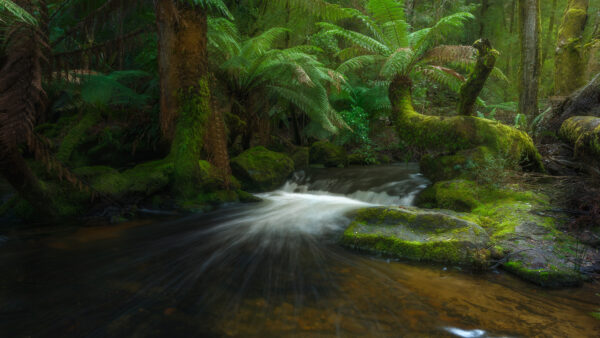 Wallpaper Green, Trees, Nature, Stream, Background, Covered, River, Forest, Trunk, Algae