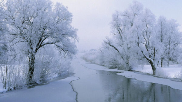 Wallpaper White, River, Under, Between, Covered, Snow, Trees, Bushes, Winter, Sky