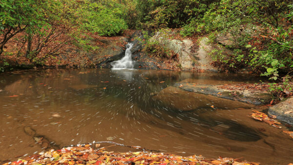 Wallpaper Forest, Bushes, Water, Green, Nature, Shoals, Stream, Plants, Background