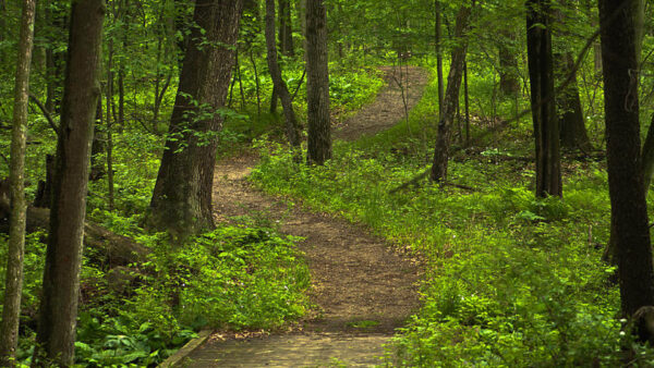 Wallpaper Bushes, Green, Path, Nature, Trees, Between, Plants