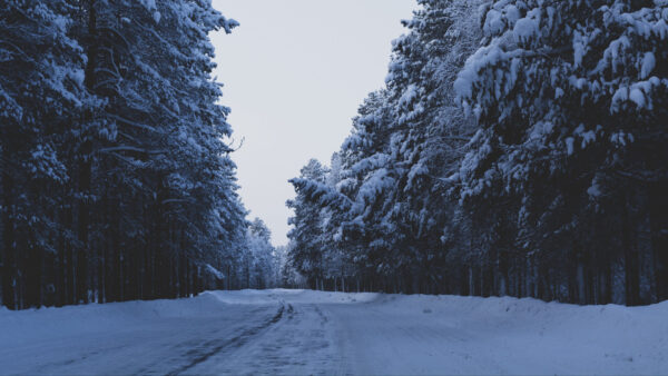 Wallpaper Winter, Scenery, With, Snow, Sky, Nature, Desktop, Trees, Under, Road, White, Forest, Mobile