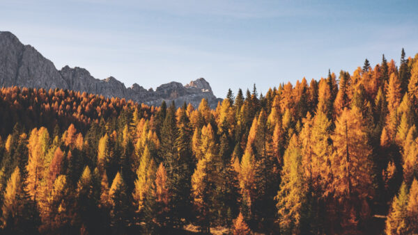 Wallpaper Yellow, Green, Autumn, Forest, Trees, Under, Sky, Orange, Rock, Blue, Mountain, Background