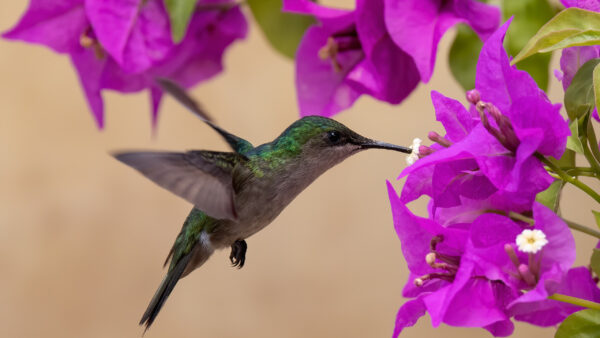 Wallpaper Hummingbird, Flowers, Birds, Bougainvillea, Pink, Hovering, Near