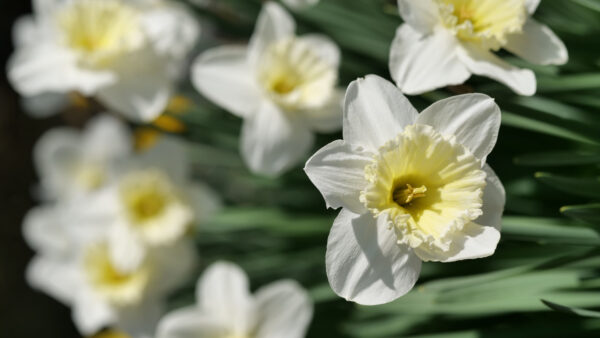 Wallpaper Daffodils, White, Green, Background, Leaves, Petals, Flowers, Blur