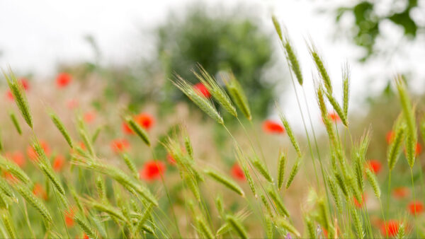 Wallpaper Ears, Field, Red, Grass, Blur, Common, Poppy, Flowers, Green, Photography, Wheat