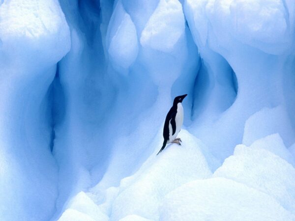 Wallpaper Penguin
