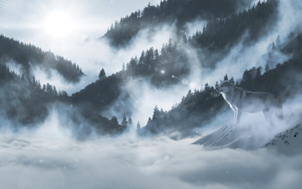 Wallpaper Wolf, Arctic, Winter, Mountains