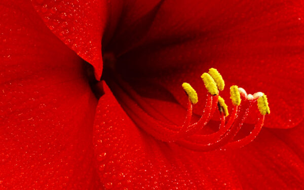 Wallpaper Amaryllis, Flower