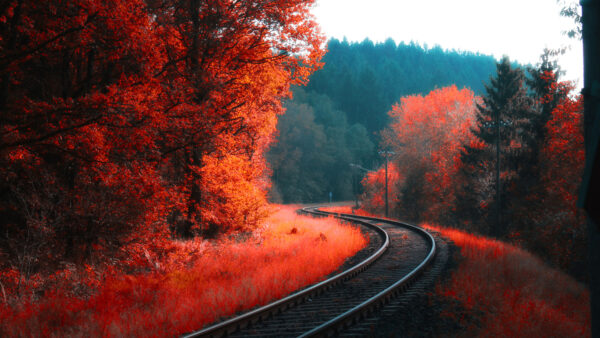 Wallpaper Railway, Blossom, Red, Mobile, Forest, Nature, Autumn, Desktop