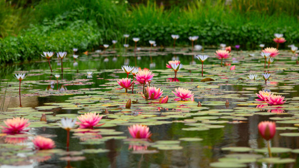Wallpaper Pond, Desktop, With, Beautiful, Flowers, Pink, Lotus, Mobile