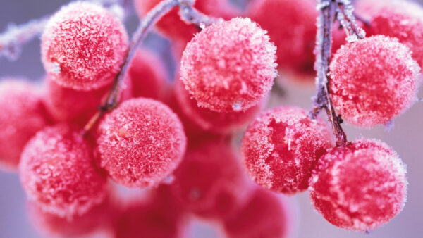 Wallpaper Mobile, Phone, Pc, Background, Cherry, 4k, Fruits, Red, Frost, Desktop, Cool, Food, Pink, Images, Macro