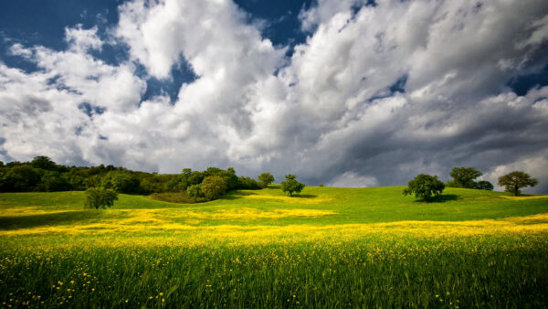 Wallpaper Daytime, Field, Desktop, Under, Beautiful, Cloudy, White, Grass, Sky, Green, Nature, During, Blue, Mobile, And